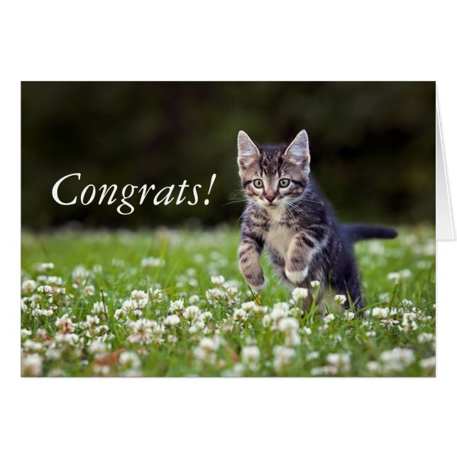 クローバーを通る子ネコのランニング (正面横)