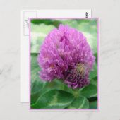 クローバーアート ポストカード (正面/裏面)