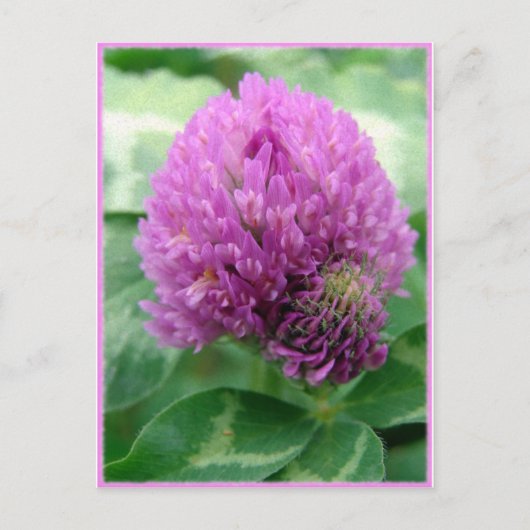 クローバーアート ポストカード (正面)