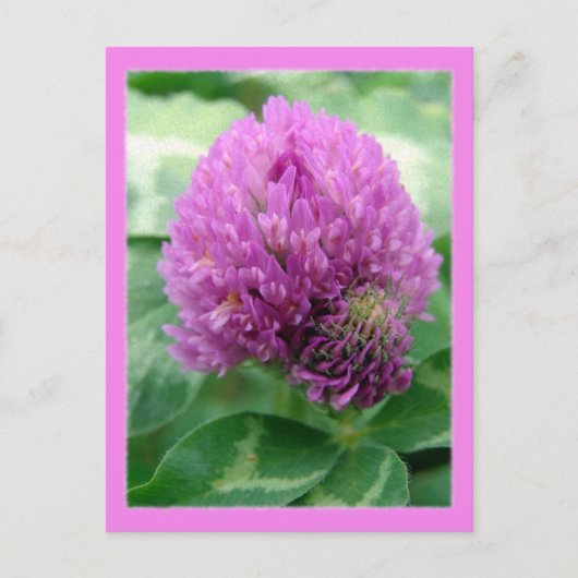 クローバーアート ポストカード (正面)