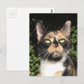 クローバーザカリコ ポストカード (正面/裏面)