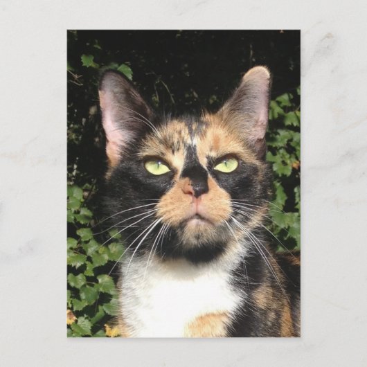 クローバーザカリコ ポストカード (正面)