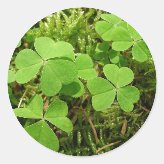 クローバーパッチ – シール (正面)