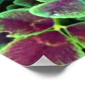 クローバーポスターのカリスタ ポスター (角)