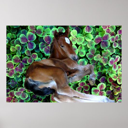 クローバーポスターのカリスタ ポスター (正面)