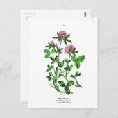 クローバーヴィンテージ植物プリント ポストカード (正面/裏面)