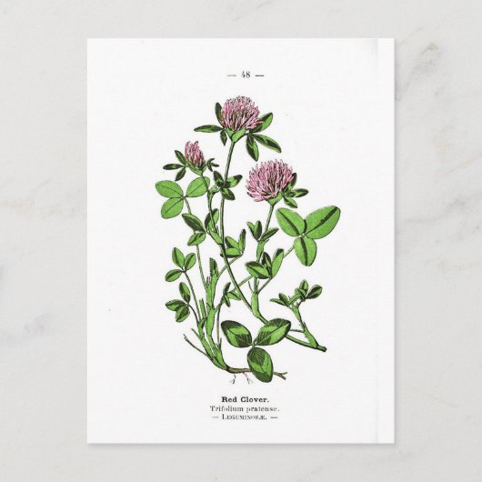 クローバーヴィンテージ植物プリント ポストカード (正面)
