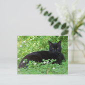 クローバー猫好き ポストカード (スタンド正面)