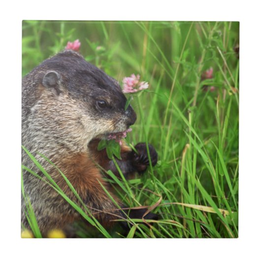 クローバー食べズグラウンドホッグ タイル (正面)