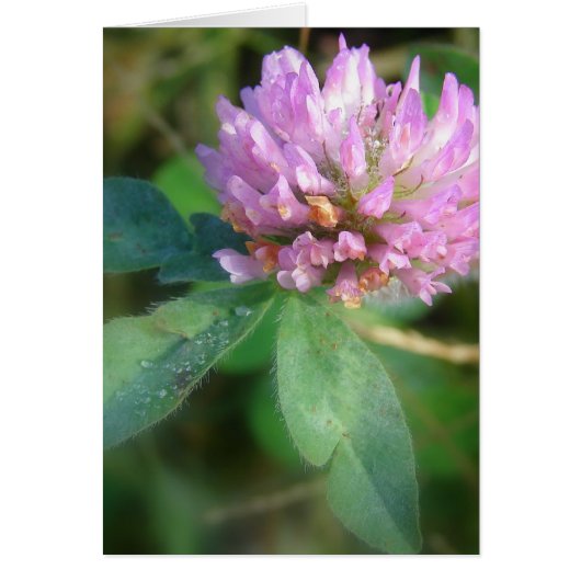 クローバー (正面)