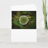 クローバー、カード カード (正面)