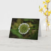 クローバー、カード カード (黄色い花)