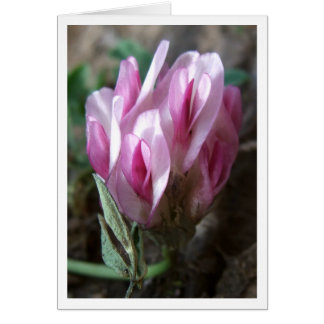 クローバー-ロッキー山脈