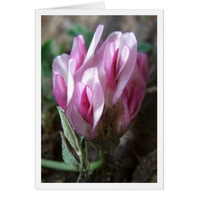 クローバー-ロッキー山脈 (正面)