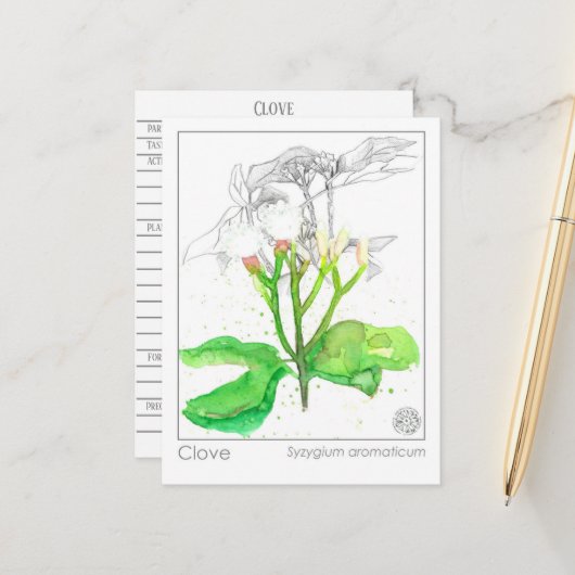 クローブスパイスマテリアメディカモノグラフハーブ ポストカード (正面/裏面インサイチュ)