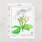 クローブスパイスマテリアメディカモノグラフハーブ ポストカード (正面/裏面)