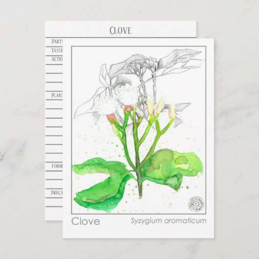 クローブスパイスマテリアメディカモノグラフハーブ ポストカード (正面/裏面)