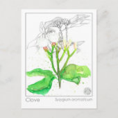 クローブスパイスマテリアメディカモノグラフハーブ ポストカード (正面)