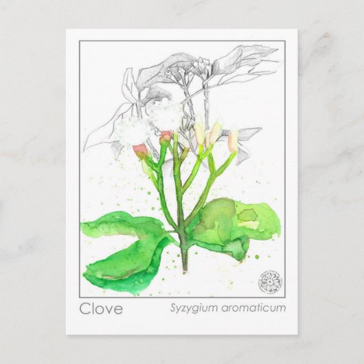 クローブスパイスマテリアメディカモノグラフハーブ ポストカード (正面)