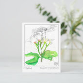 クローブスパイスマテリアメディカモノグラフハーブ ポストカード (スタンド正面)