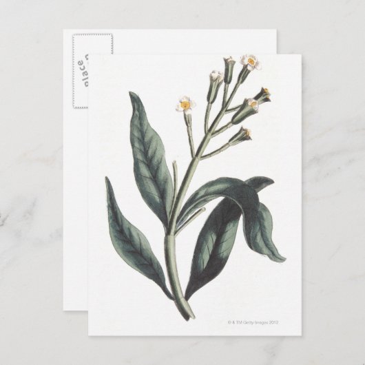 クローブ ポストカード (正面/裏面)