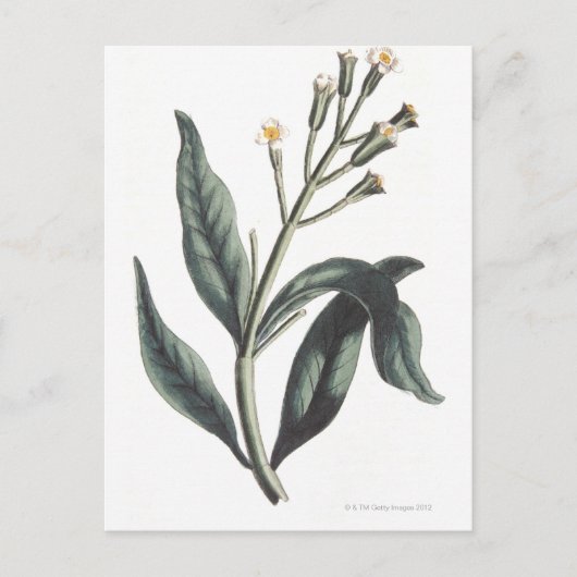 クローブ ポストカード (正面)