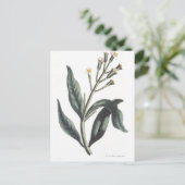 クローブ ポストカード (スタンド正面)