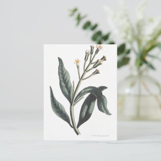 クローブ ポストカード (スタンド正面)