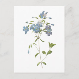 クロールフロックス(Phlox reptans)by Redoute ポストカード