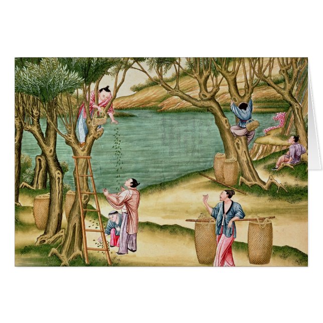 クワの収集 (正面横)