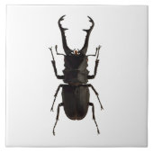 クワガタムシ タイル (正面)