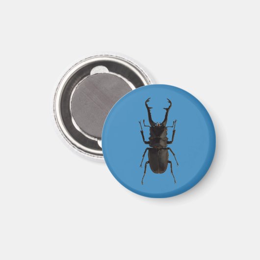 クワガタムシ マグネット (正面/裏面)