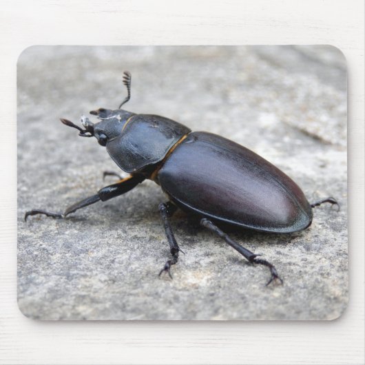 クワガタ虫マウスマット マウスパッド (正面)