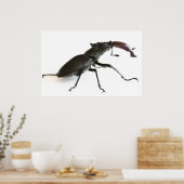 クワガタ ポスター (キッチン)