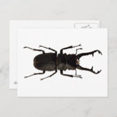 クワガタ ポストカード (正面/裏面)
