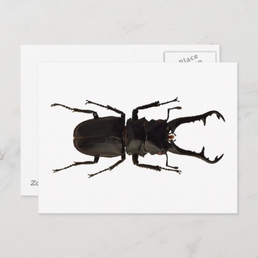 クワガタ ポストカード (正面/裏面)