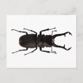 クワガタ ポストカード (正面)