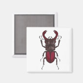 クワガタ マグネット (正面/裏面)