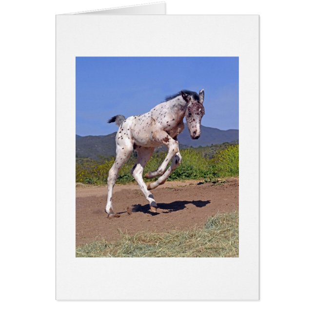 クンアブアッパー子馬 (正面)