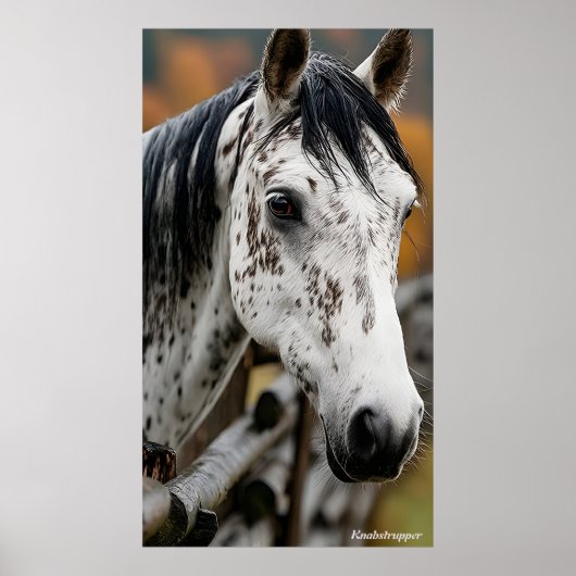 クンアブアッパー ポスター (正面)