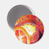 クンカッツオレンジ柑橘類の水彩フルーツアート マグネット (正面/裏面)