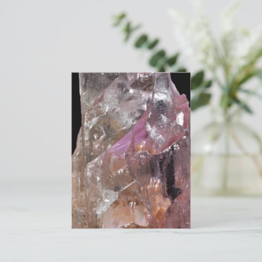 クンジテ ポストカード (スタンド正面)