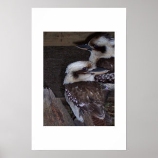 クーカブラス ポスター