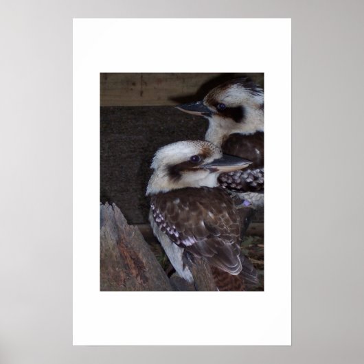 クーカブラス ポスター (正面)