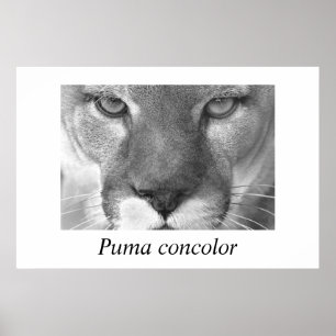クーガーのピューマのconcolor ポスター