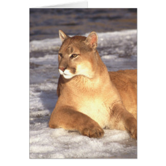 クーガーの残り