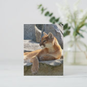 クーガーの郵便はがき ポストカード (スタンド正面)