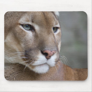 クーガーの顔は野生マクロ猫を注目します マウスパッド