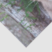 クーガースクブティッシュペーパー/デクページ紙 薄葉紙 (詳細)