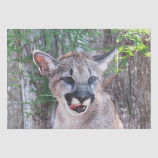 クーガースクブティッシュペーパー/デクページ紙 薄葉紙 (正面)